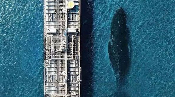 Blue whale compared to a container ship. - Barnorama