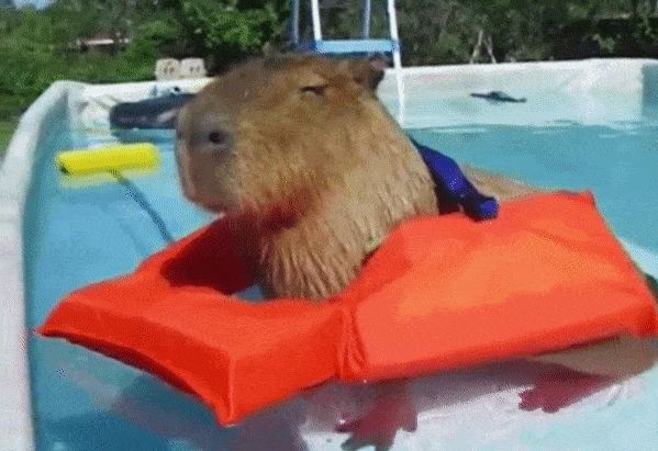 12 Funny GIFs Of Capybaras - Barnorama