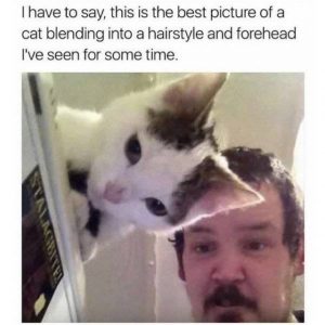 Funny Memes About Pets - Barnorama