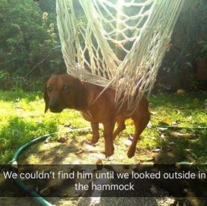 Funny Memes About Pets - Barnorama