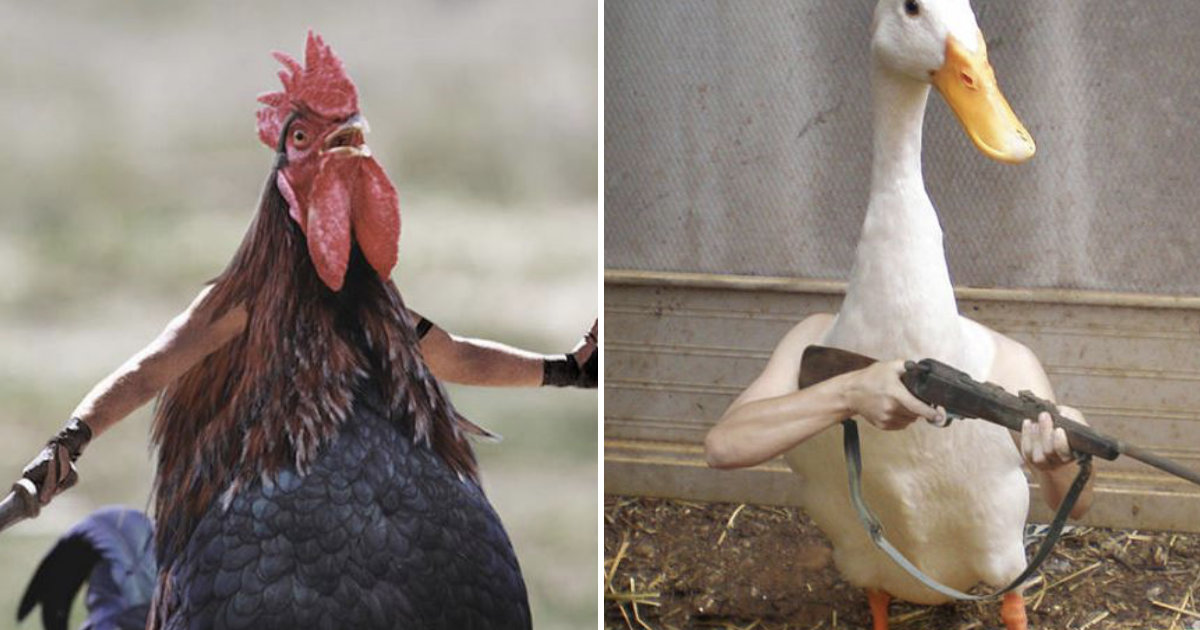 22 Birds That Look Better With Human Arms - Barnorama