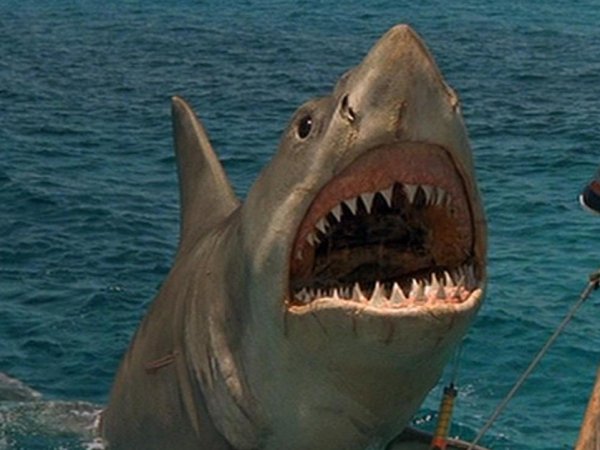 18 Amazing Shark Week Facts - Barnorama