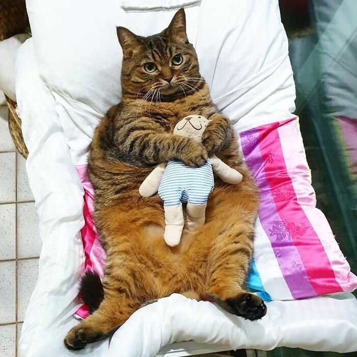 Hilarious Chunky Cat Named Manggo Will Steal Your Heart - Barnorama