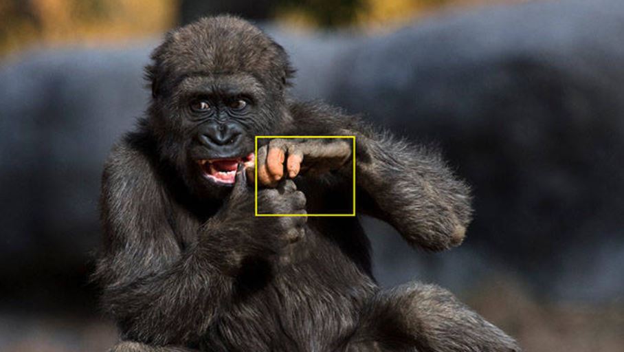 A Gorilla Born With A Lack Of Pigmentation On Her Fingers ...