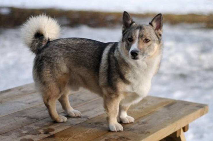 25 Unusual Mixed Dog Breeds That Double The Cuteness - Barnorama