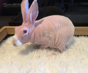  Rare  Hairless Rabbit  Becomes An Instagram Star Barnorama
