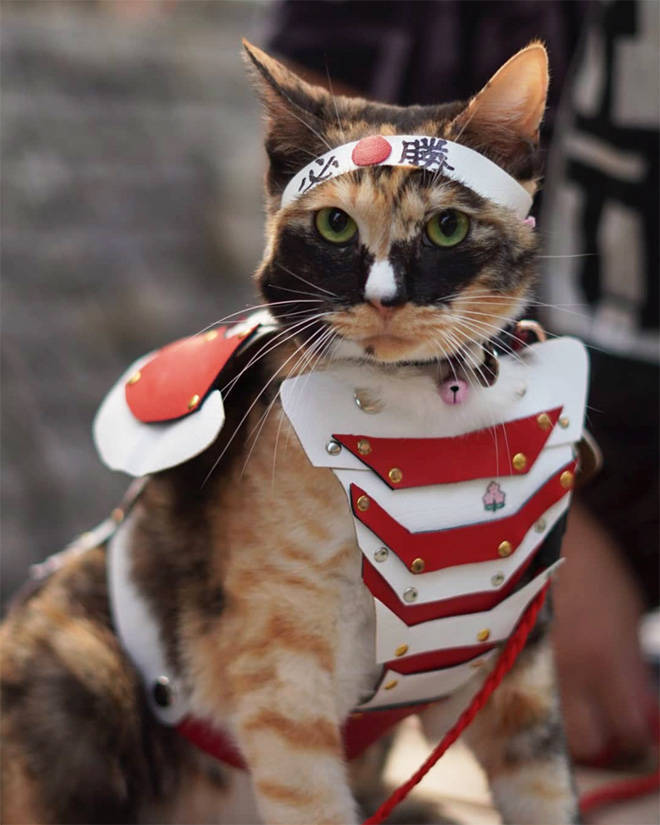 21 Cool Cats Wearing Battle Armor Barnorama