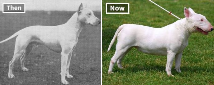 18 Dog Breeds: Now VS. 100 Years Ago - Barnorama