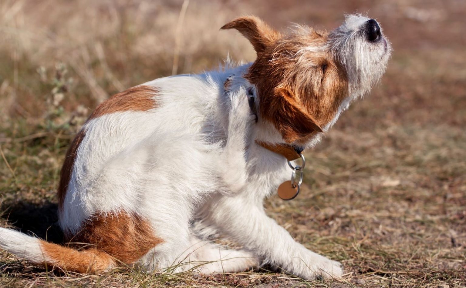 Chicken Allergies In Dogs And How To Manage Them Barnorama   Dig 1536x950 