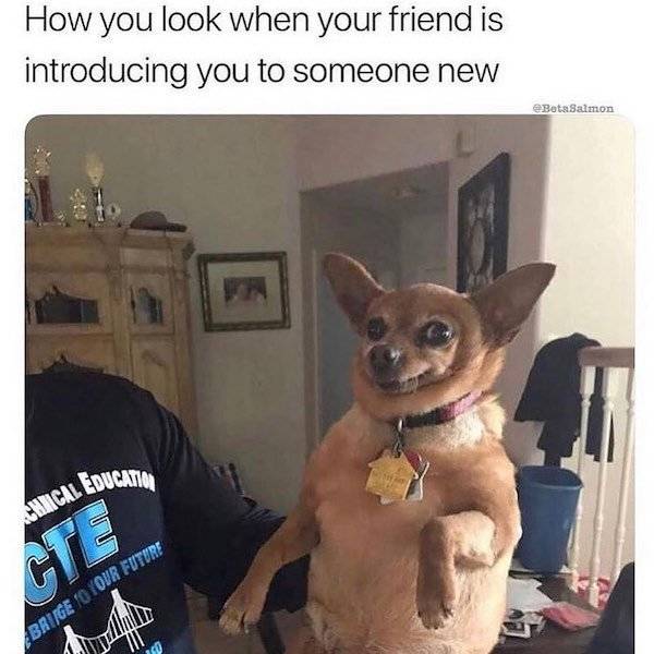 34 Hilarious Dog Memes - Barnorama