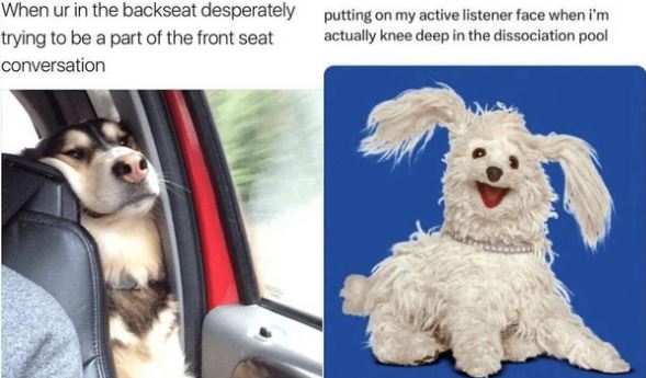 44 Wholesome Animal Memes to Add a Sparkle to Your Day - Barnorama